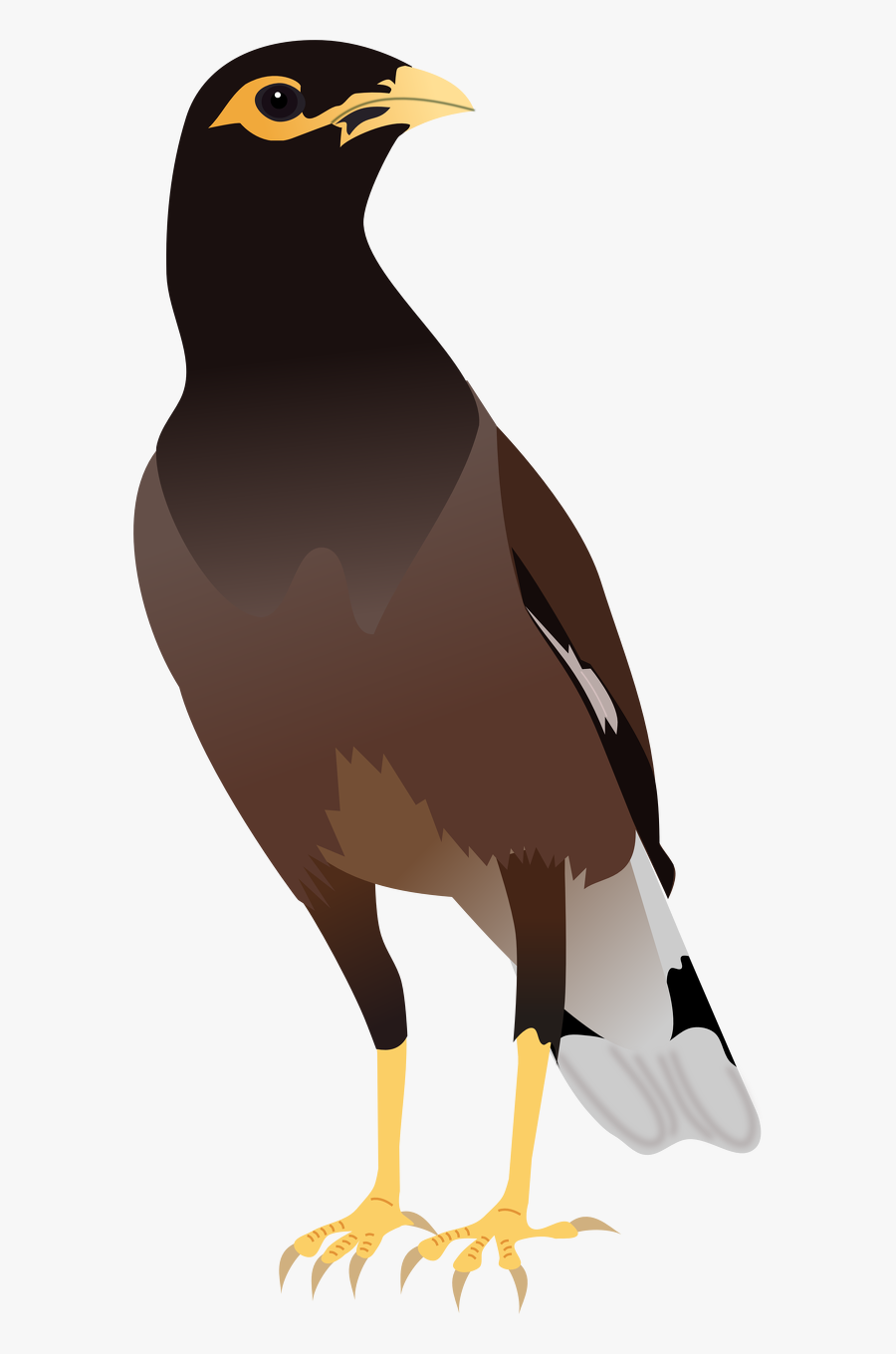 Bird Clipart Maina - Myna Png, Transparent Clipart