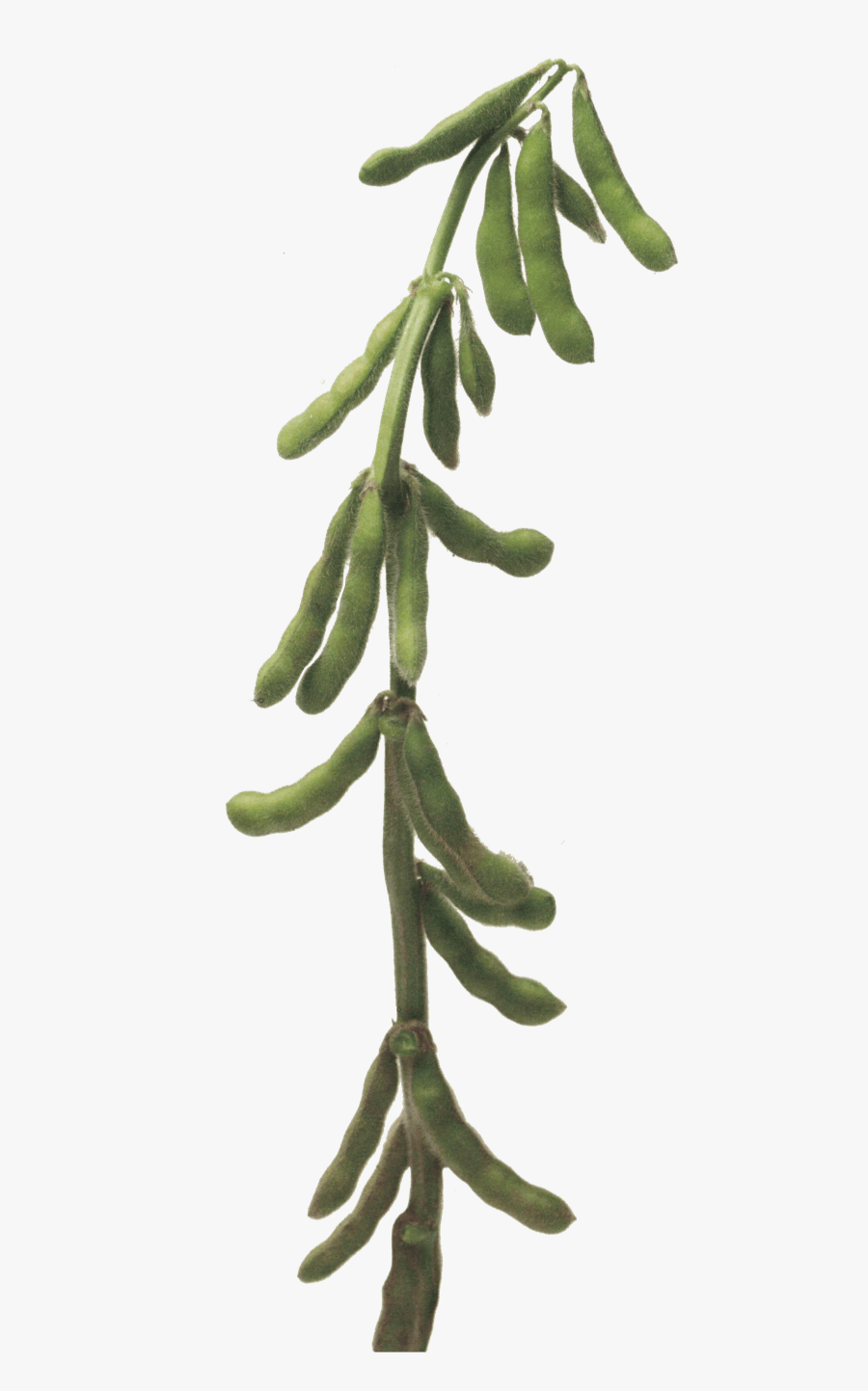 Soybean Stalk, Transparent Clipart