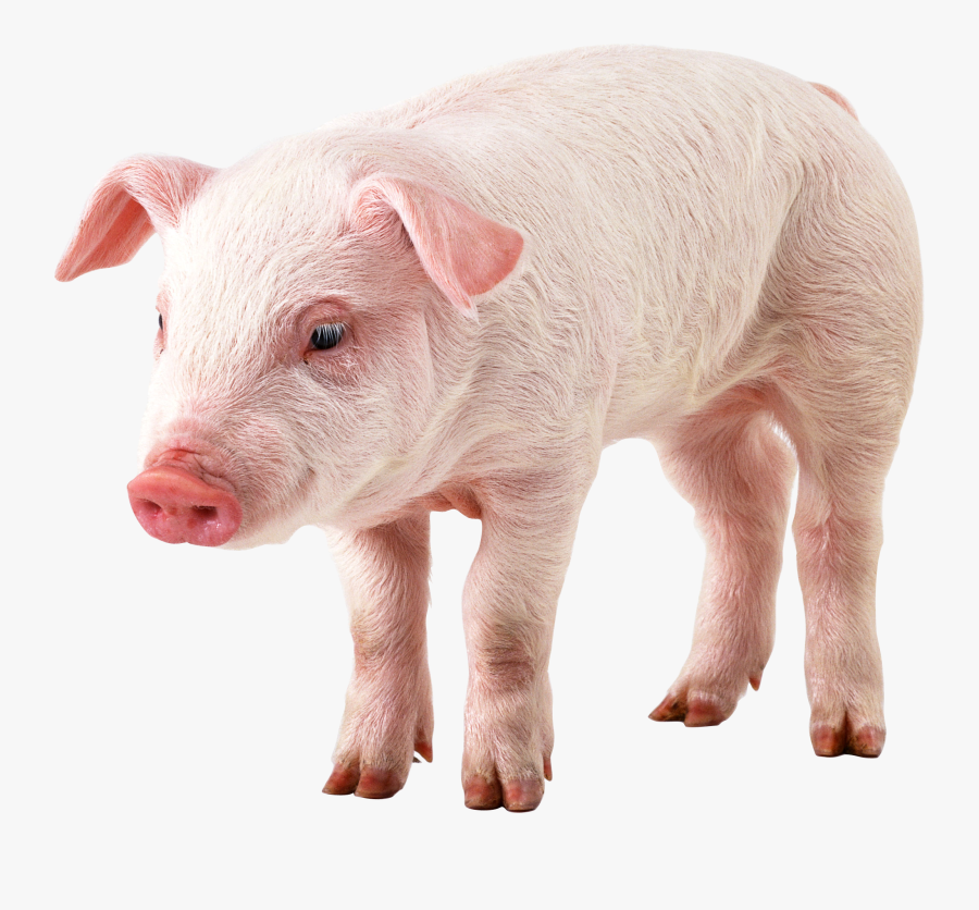 Pig Png Image - Pig With Transparent Background, Transparent Clipart