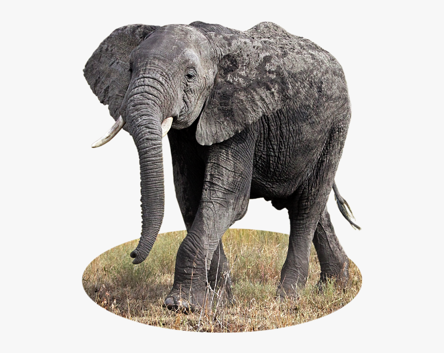Transparent Elephant Clipart - Indian Elephant, Transparent Clipart