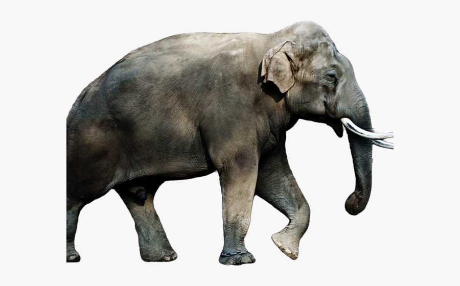 Asian Elephant Png, Transparent Clipart