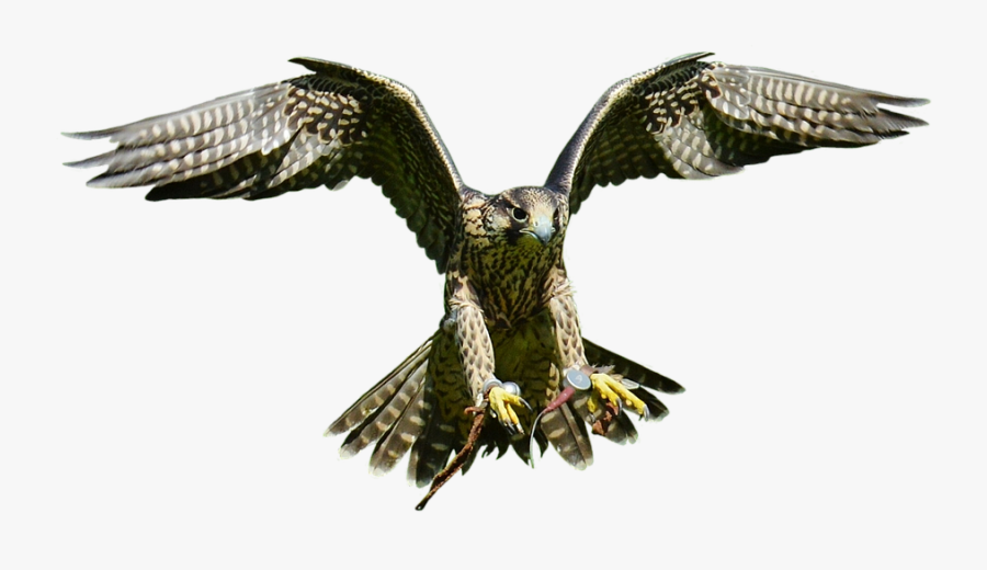 Download Free Falcon Birds Png Transparent Images Transparent - Png پرنده, Transparent Clipart