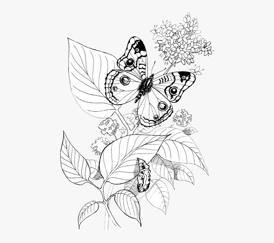 Transparent Microscope Clipart Black And White - Illustration, Transparent Clipart