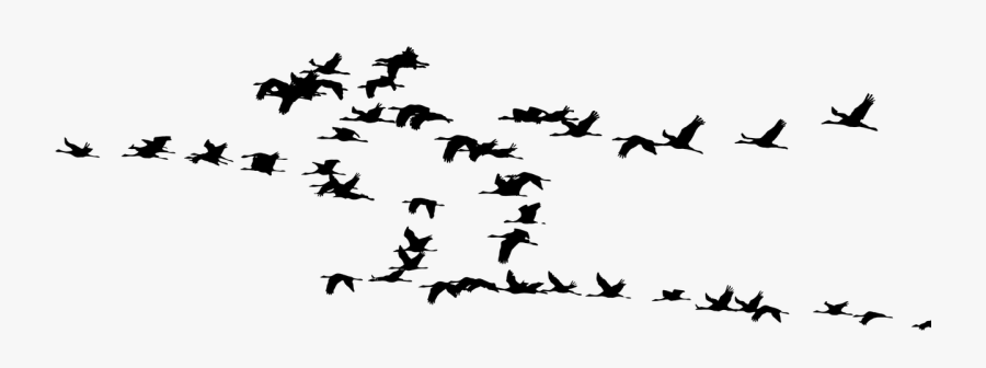Birds Vector Bird Flock - Birds Migration, Transparent Clipart