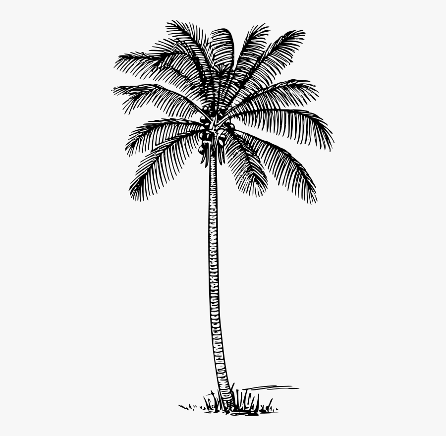 Plant,flora,leaf - Outline Image Of Coconut Tree, Transparent Clipart