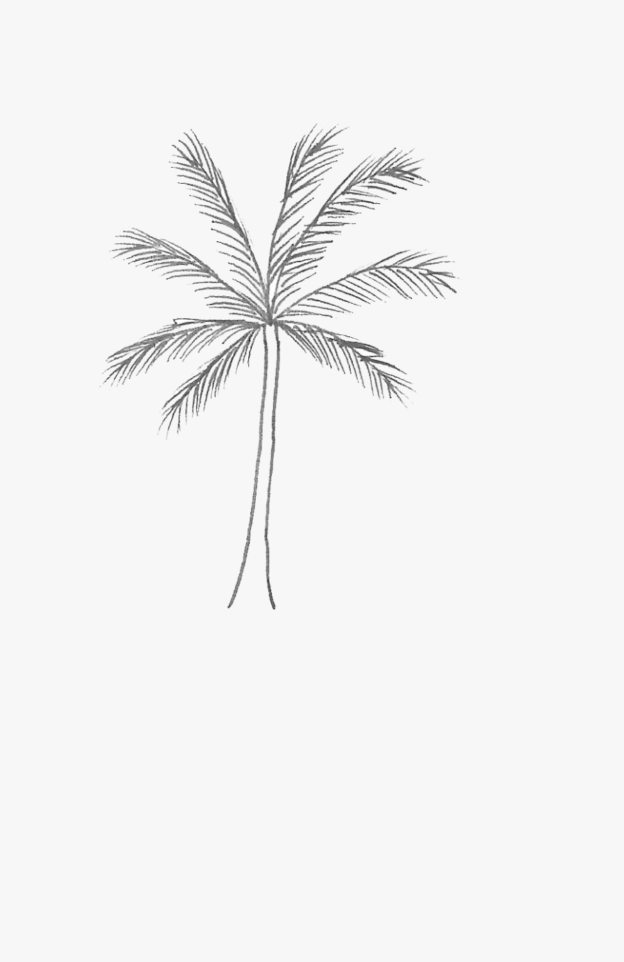 Palm Tree- - Pond Pine, Transparent Clipart