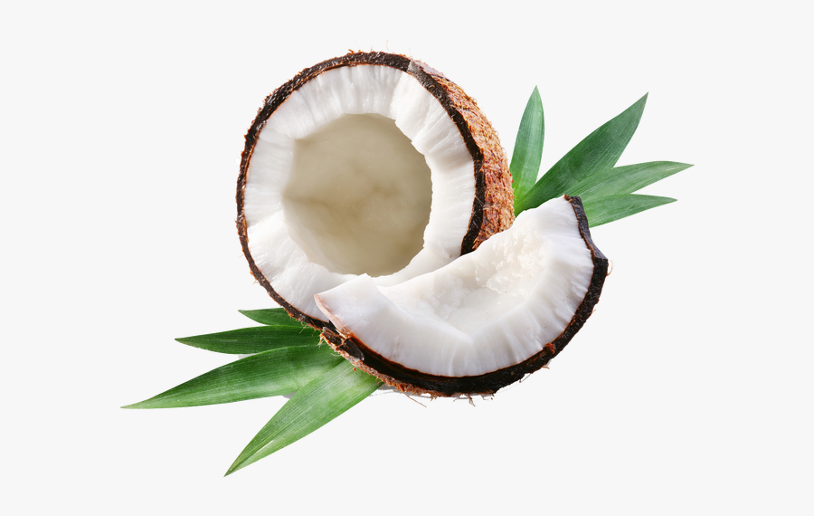 Clip Art Royalty Free Why We Break Coconuts - Coconut Oil Png, Transparent Clipart