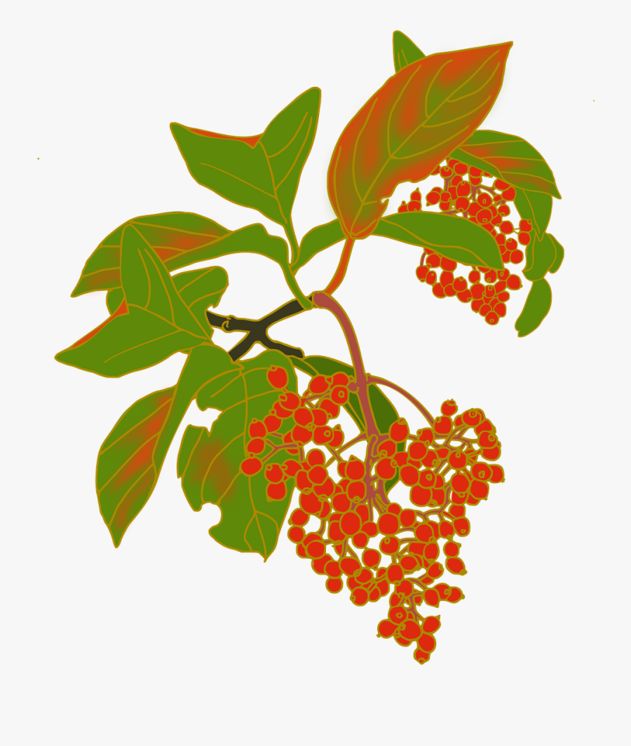 Nuts Red Fruit Viburnum Free Picture - Viburnum, Transparent Clipart