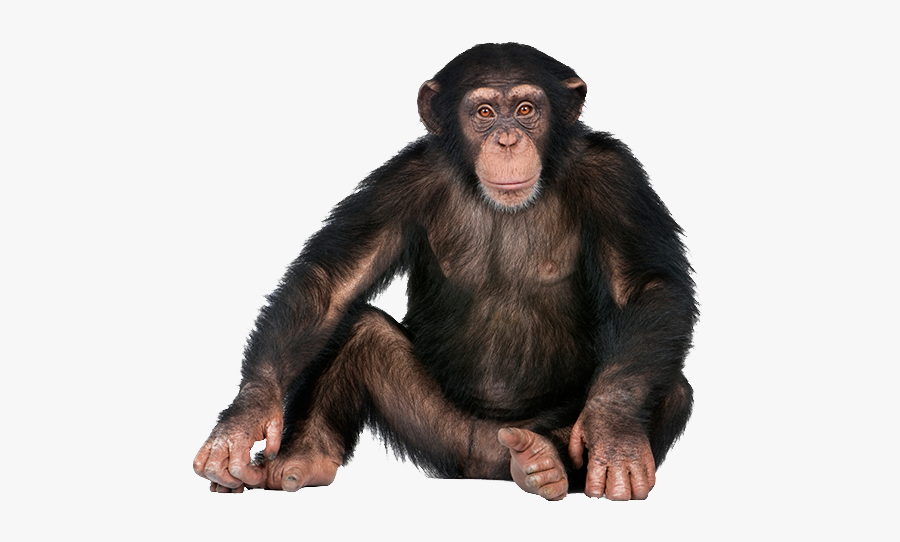 Monkey Png, Transparent Clipart