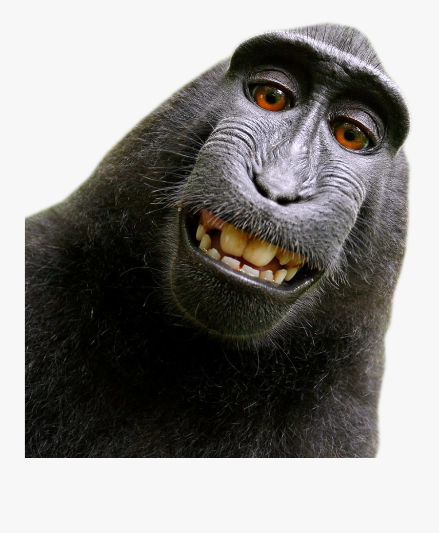 Monkey Png, Transparent Clipart