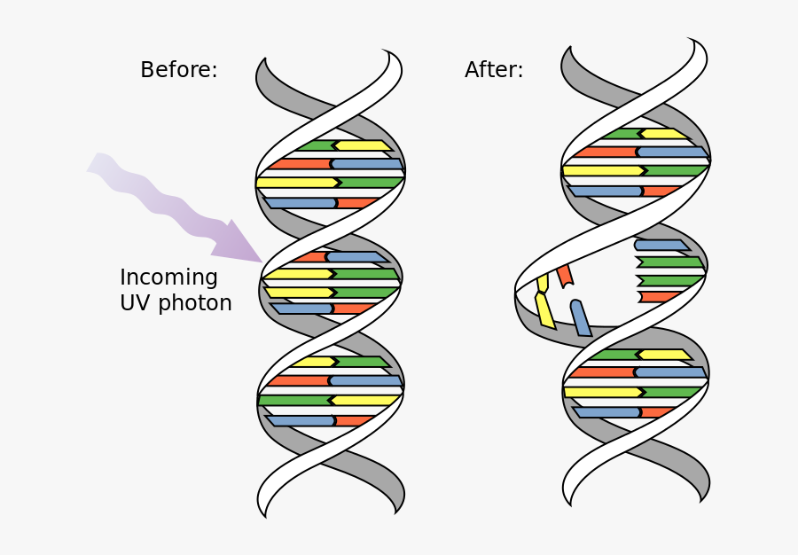 Dna Uv Mutation - Dna Mutation, Transparent Clipart