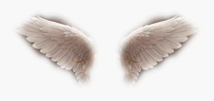 Pigeons And Doves, Transparent Clipart