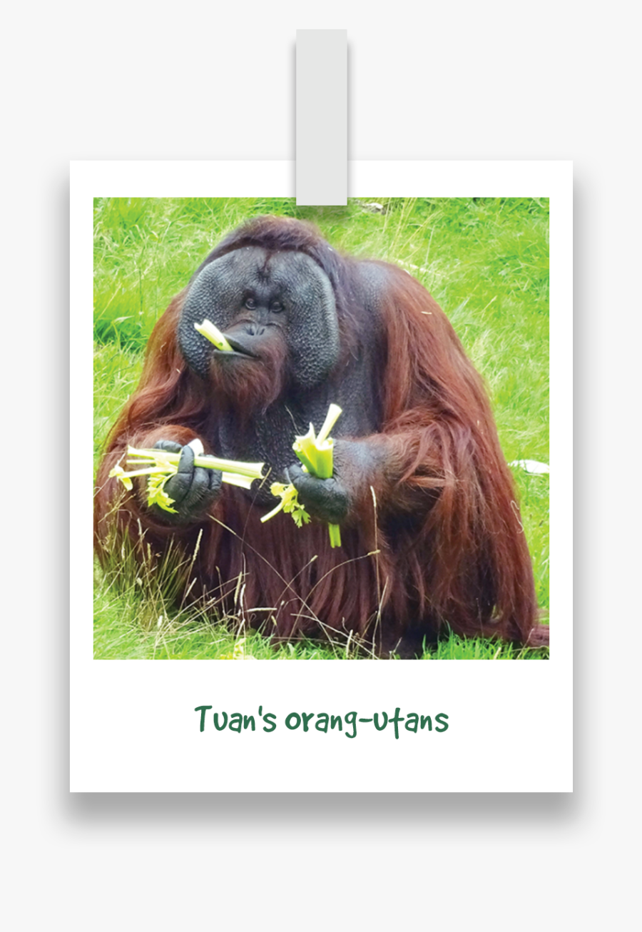Tuans Orang Utans - Monkey World Dorset, Transparent Clipart