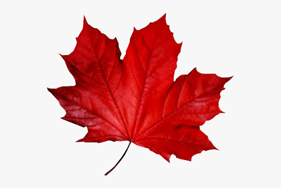 Maple Leaf Smule Autumn - Red Leaf Transparent, Transparent Clipart