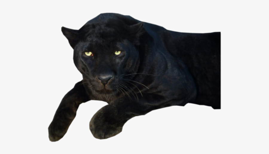 Black Panther Clipart Transparent Background Black Panther Animal Transparent Background Free Transparent Clipart Clipartkey