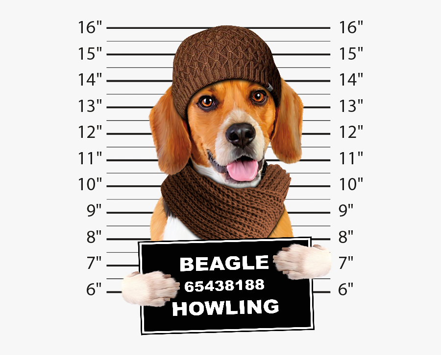 Boston Terrier Mug Shot - Leuke T Shirts, Transparent Clipart