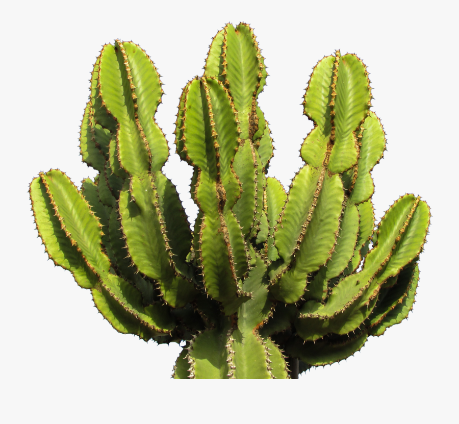 Cactus Png Image - Cactus Transparent Png, Transparent Clipart
