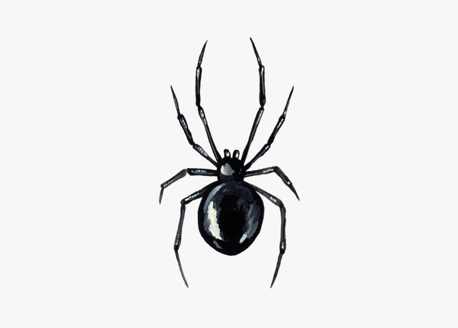 Araneus Cavaticus, Transparent Clipart