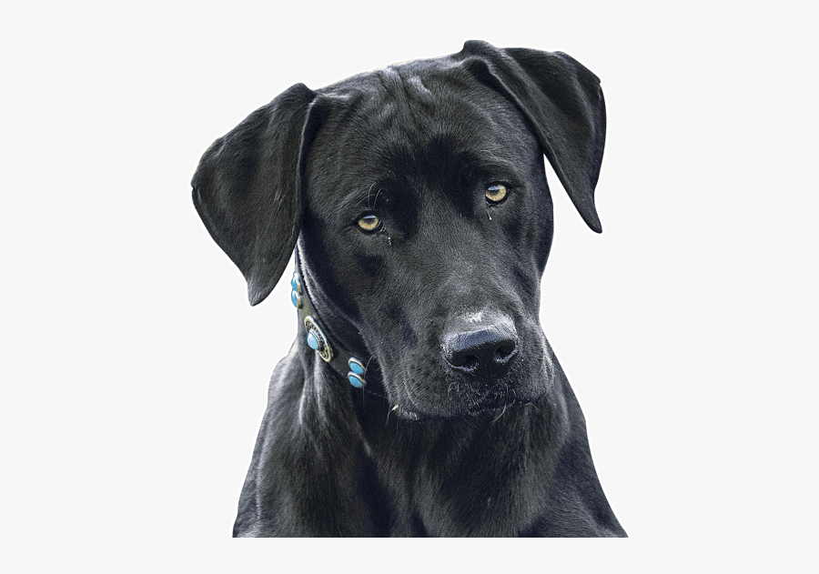 pitbull blue lacy mix