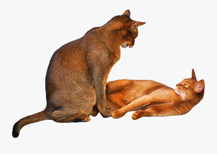 Cat Clipart Png With Transparent Background - Two Cat Image Transparent Background, Transparent Clipart