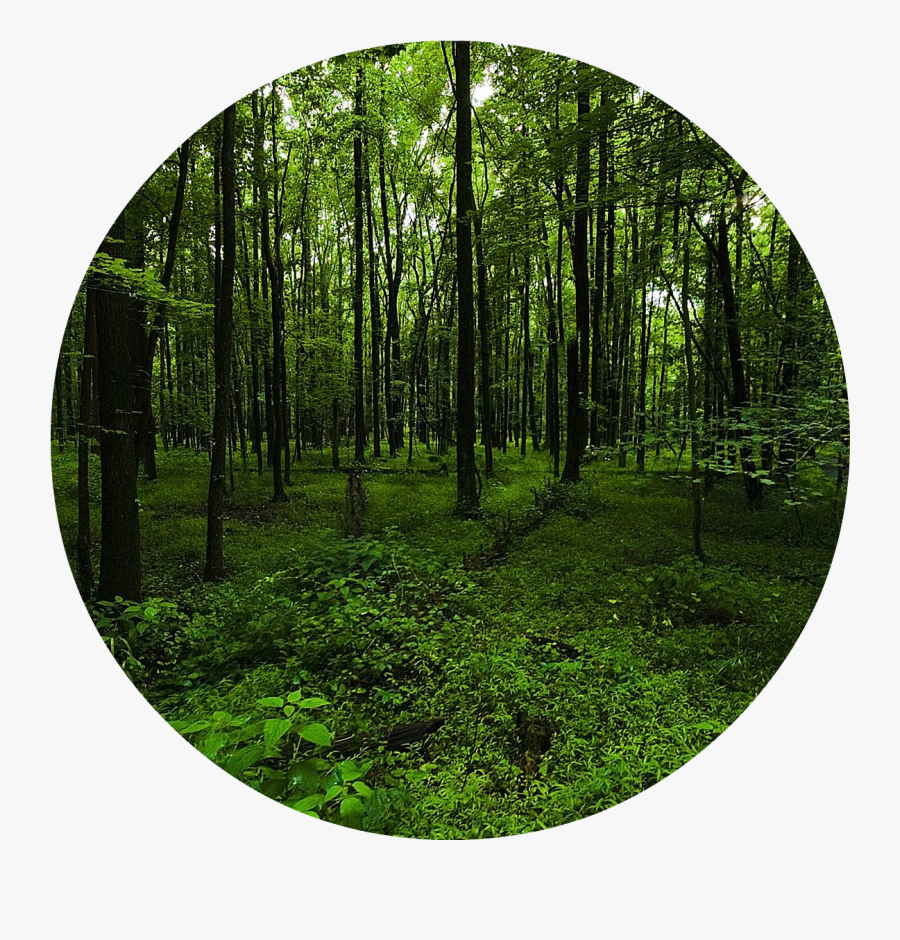 Transparent Deciduous Forest Clipart - Deep Forest, Transparent Clipart