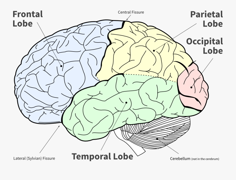 Transparent Frontal Lobe Clipart - Brain Diagram No Background, Transparent Clipart