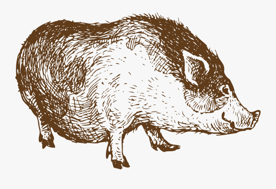 Clip Art Pig Sketch - ภาพ วาด เส้น สัตว์, Transparent Clipart
