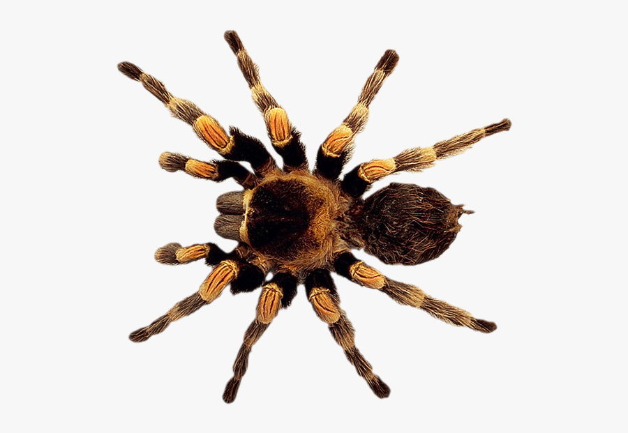 High Resolution Insects Hd, Transparent Clipart