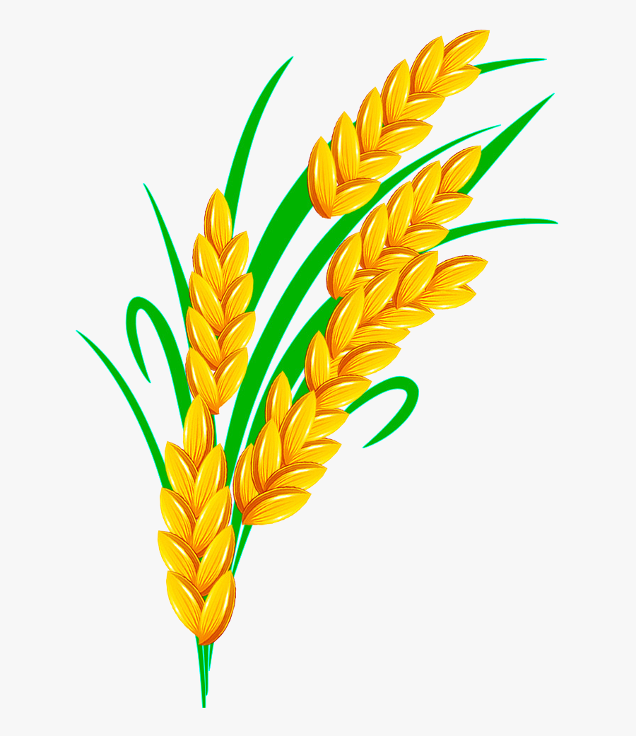 Rice Euclidean Vector, Transparent Clipart