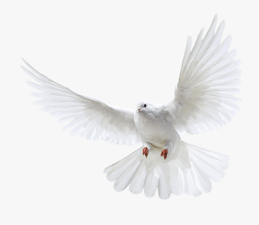White Flying Dove Png, Transparent Clipart