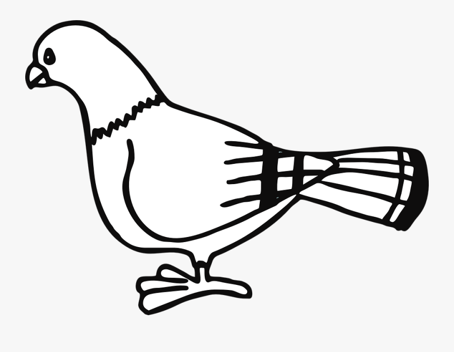 Paloma Ave Animales Ciudad Rayas De Pie Pigeon- - Pigeon Clip Art, Transparent Clipart