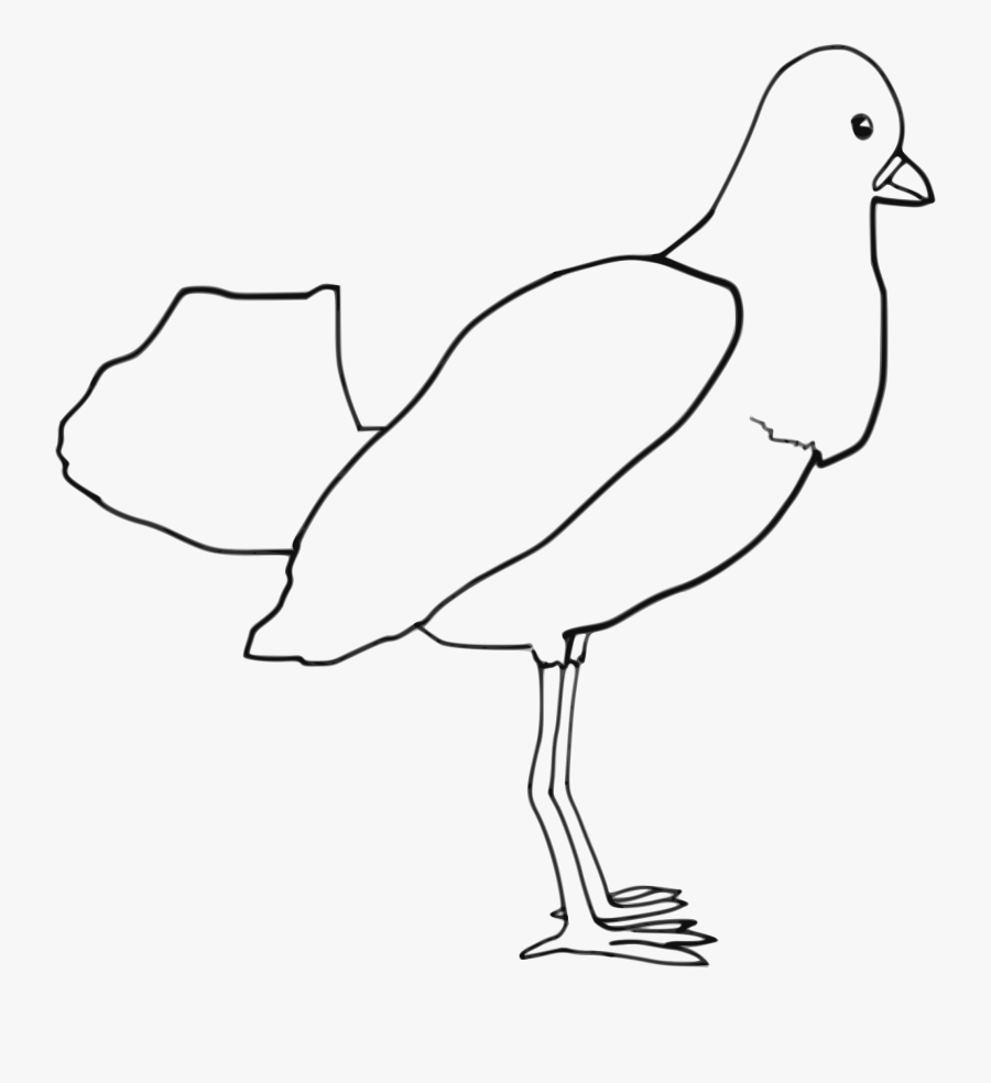 Kiwi Clipart Black And White - Birds Outline Transparent Png, Transparent Clipart