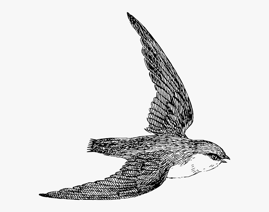 Swift Clipart, Transparent Clipart
