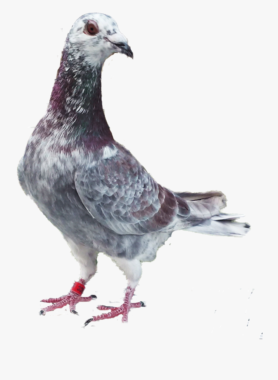 Clip Art Homing And Racing Pigeons - Racing Pigeon Hd, Transparent Clipart