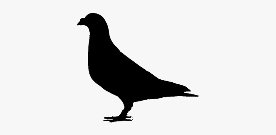 Pigeon Png Transparent Images - Rock Dove, Transparent Clipart