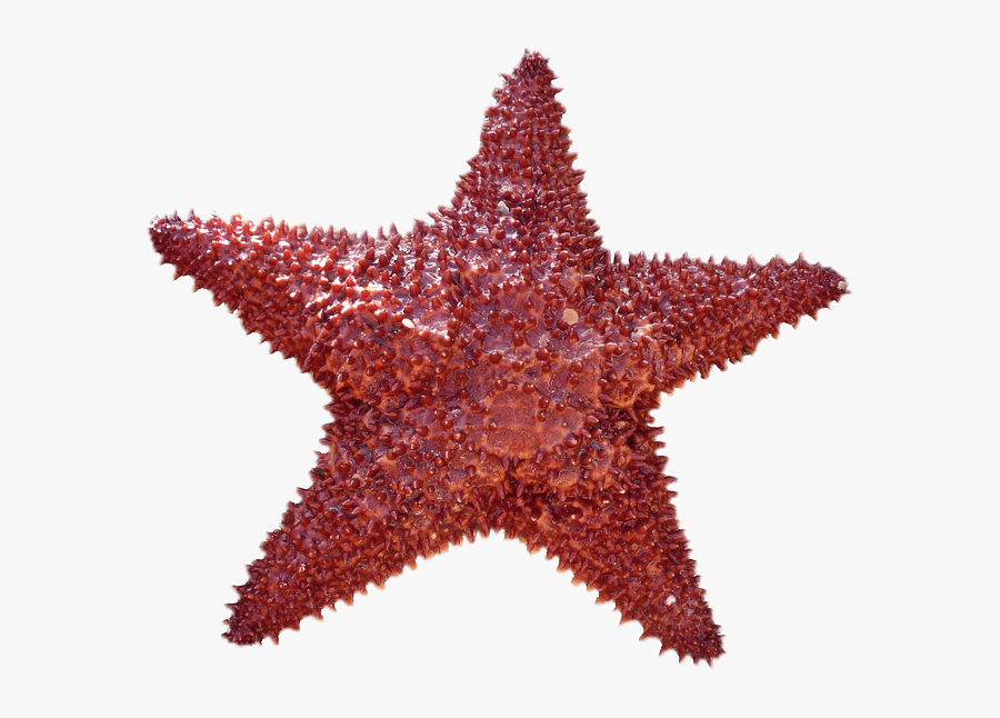Estrella De Mar Transparente, Transparent Clipart