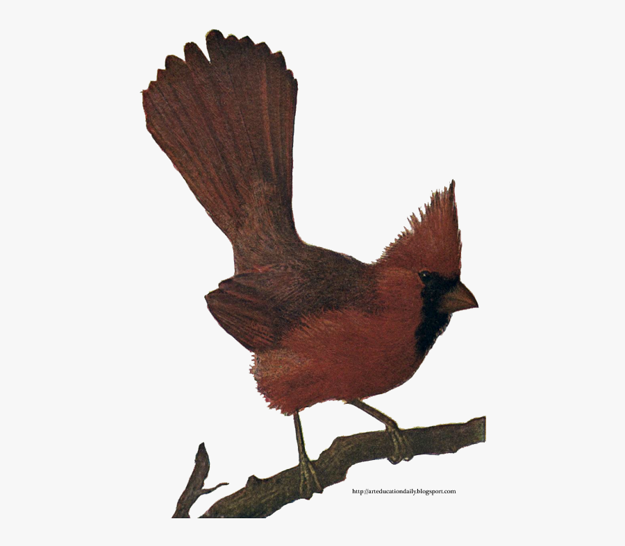 Perching Bird, Transparent Clipart
