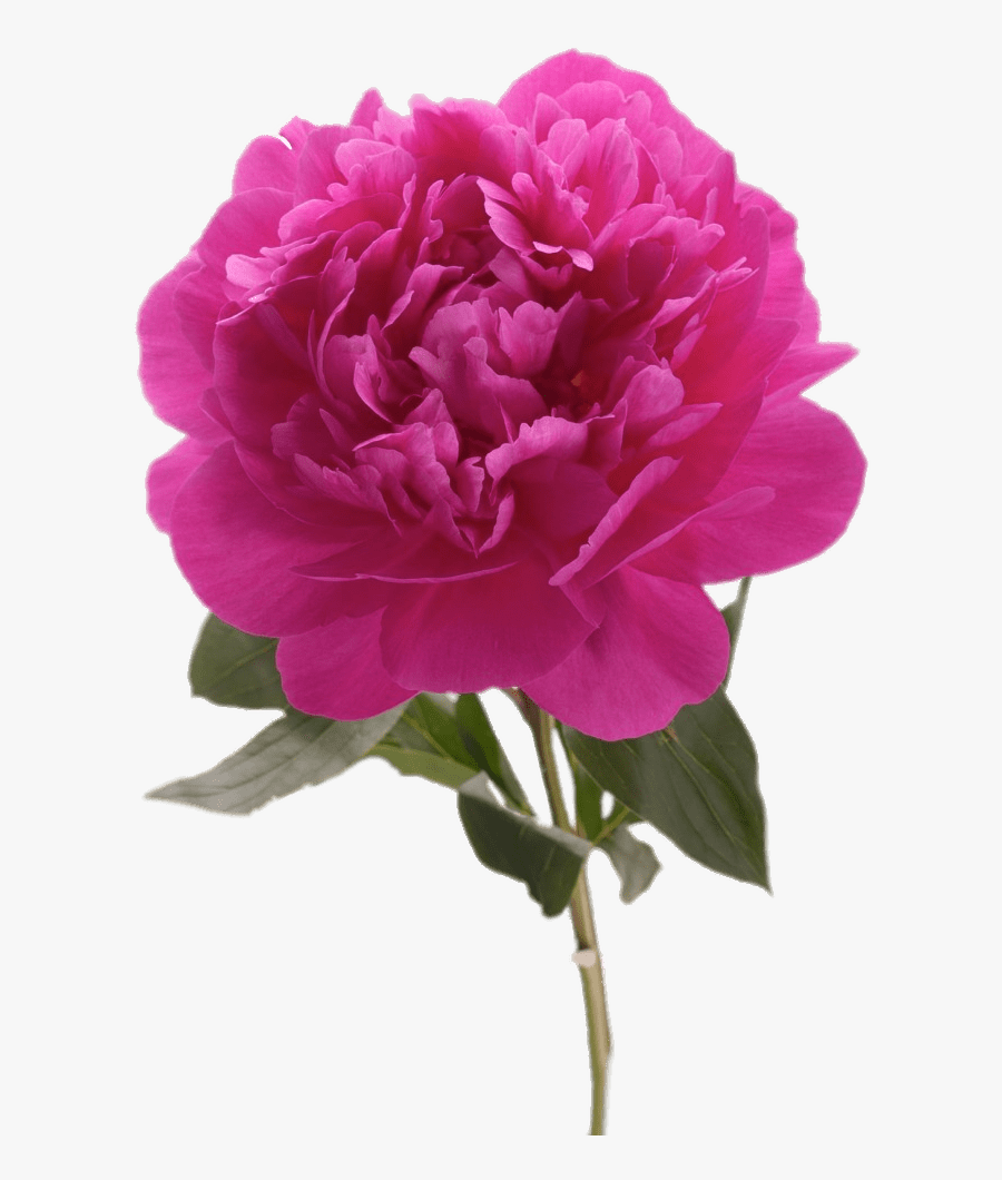 Fuchsia Peony - Пионы Поштучно, Transparent Clipart