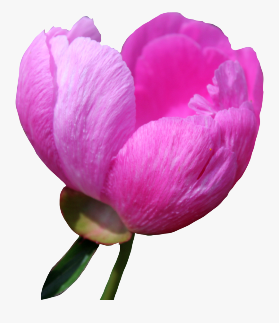 Download Peony Png Free Download For Designing Projects - Peony, Transparent Clipart