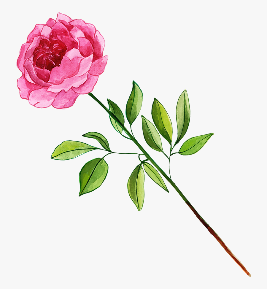Common Peony, Transparent Clipart