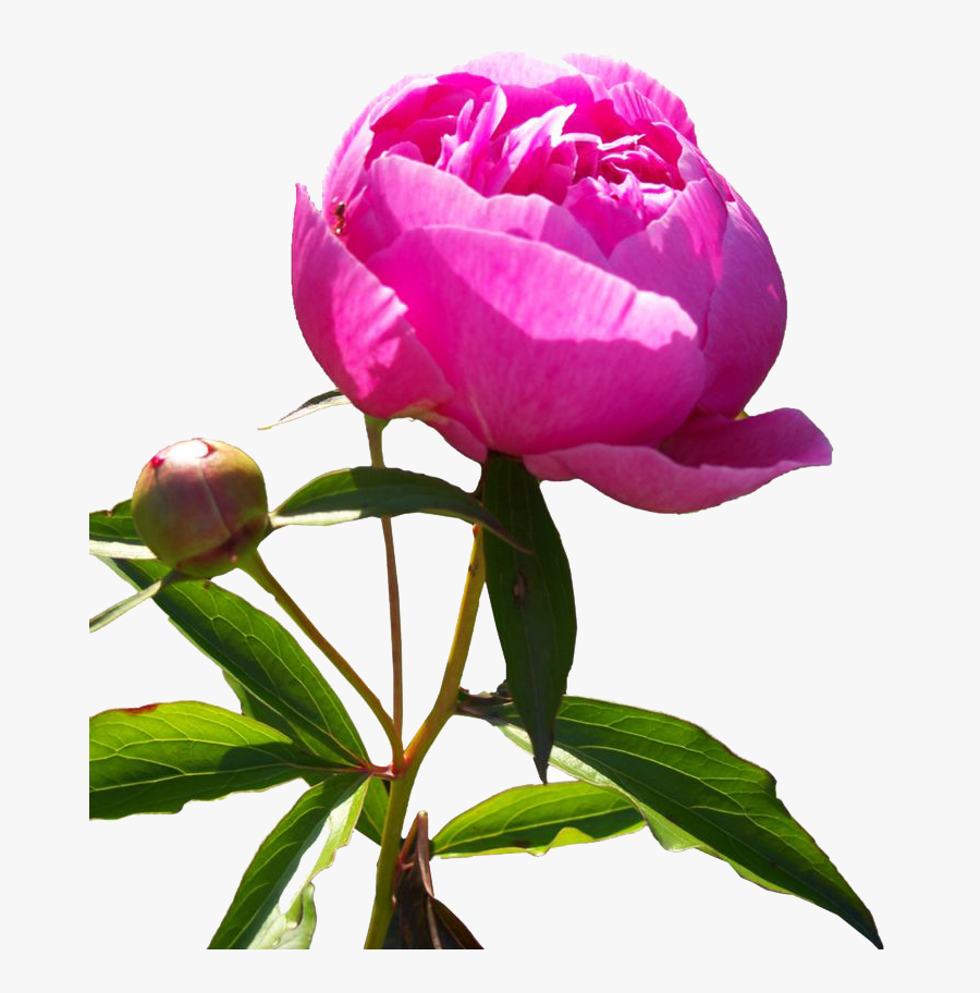 Paeonia Png, Transparent Clipart