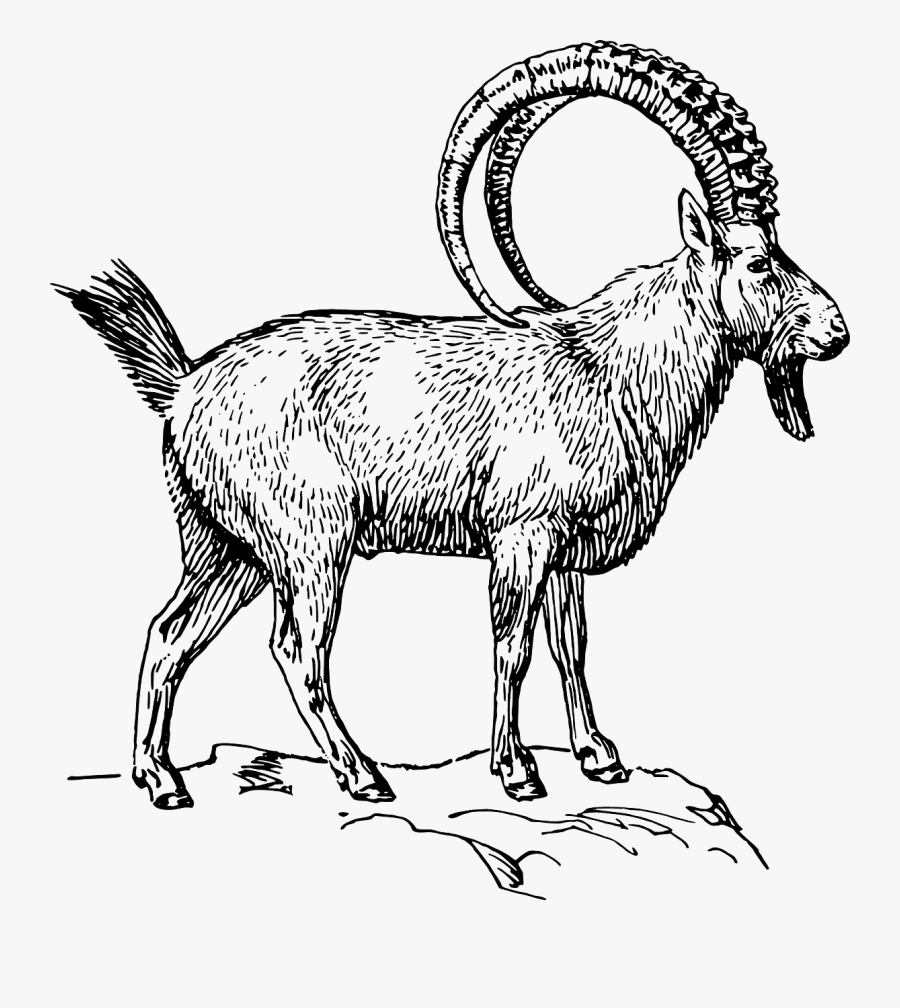 Ibex Animal Horns Ibex Black And White - Alpine Ibex Clipart, Transparent Clipart