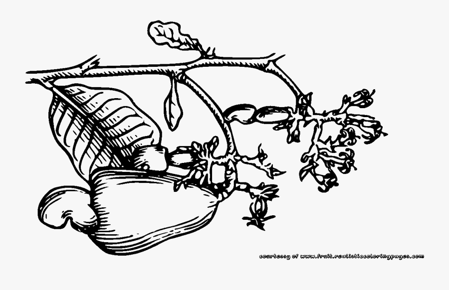 Cashew Tree Clip Art - Line Art, Transparent Clipart