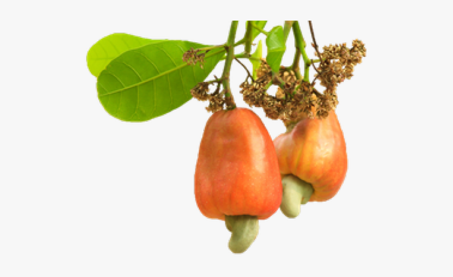 Cashew Png Transparent Images - Cashew Nut Tree Png, Transparent Clipart
