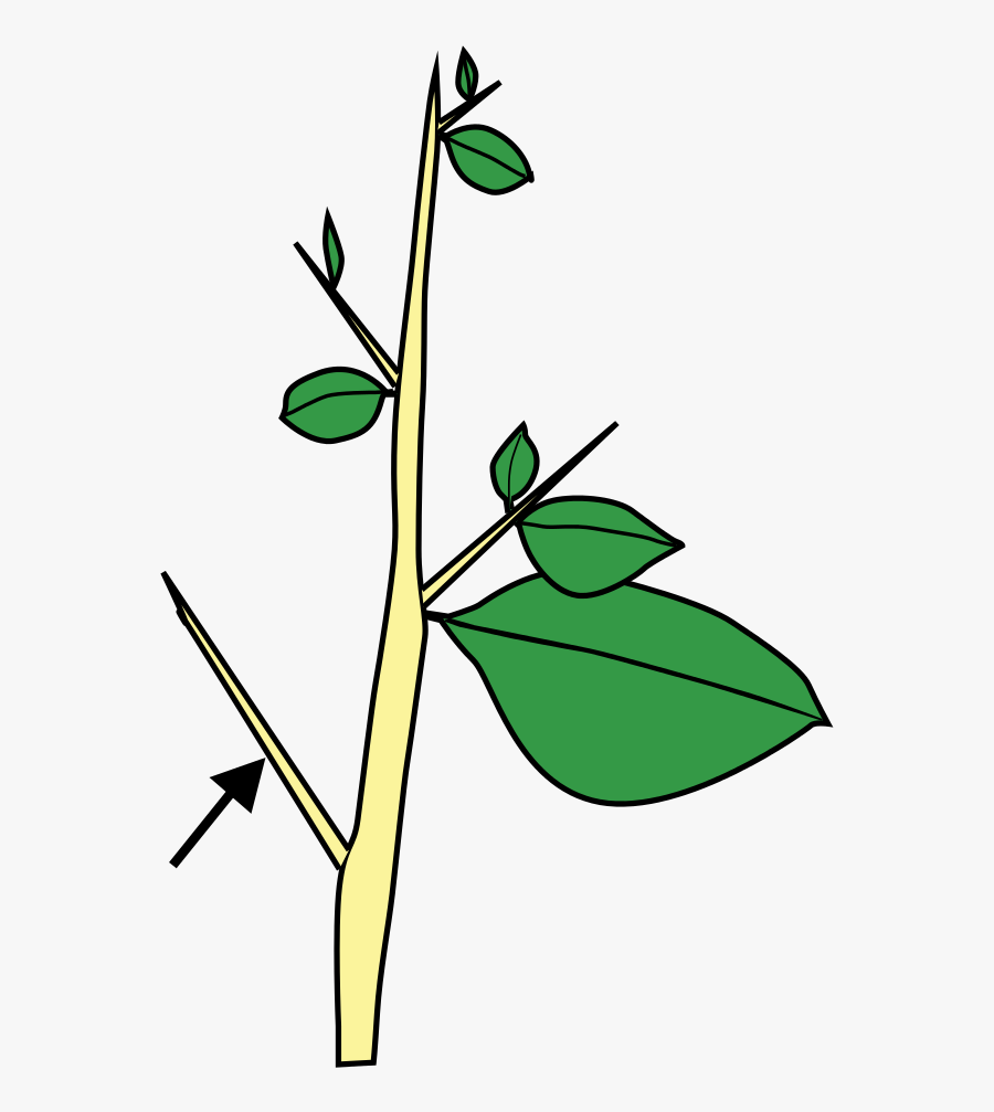 Stem Morphology Type Thorn - Tallos Espinas Caulinares, Transparent Clipart