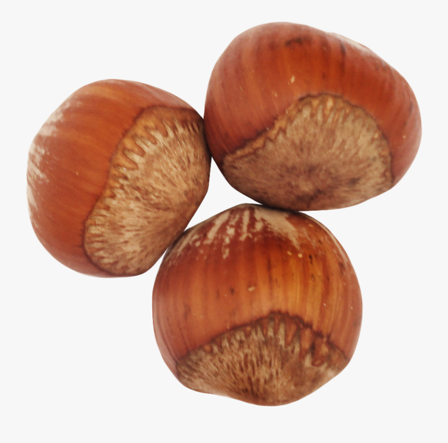 Hazelnut Png Image, Transparent Clipart
