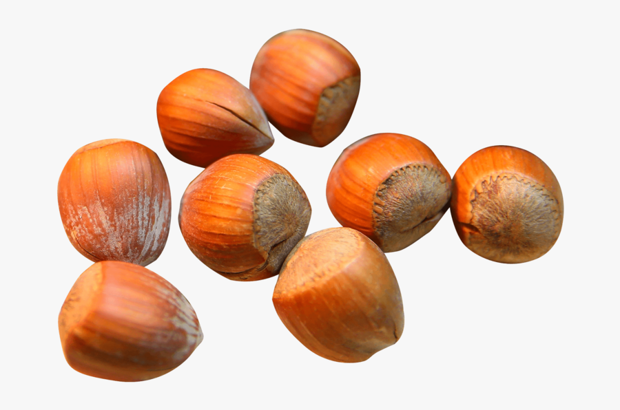 Hazelnut Png, Transparent Clipart