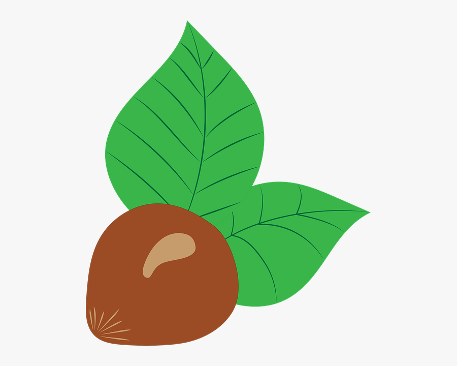 Nut Clipart State Oregon - Hazelnut, Transparent Clipart