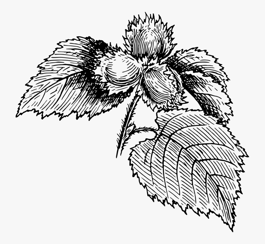 Line Art,plant,flower - Hazelnut Vector Png, Transparent Clipart