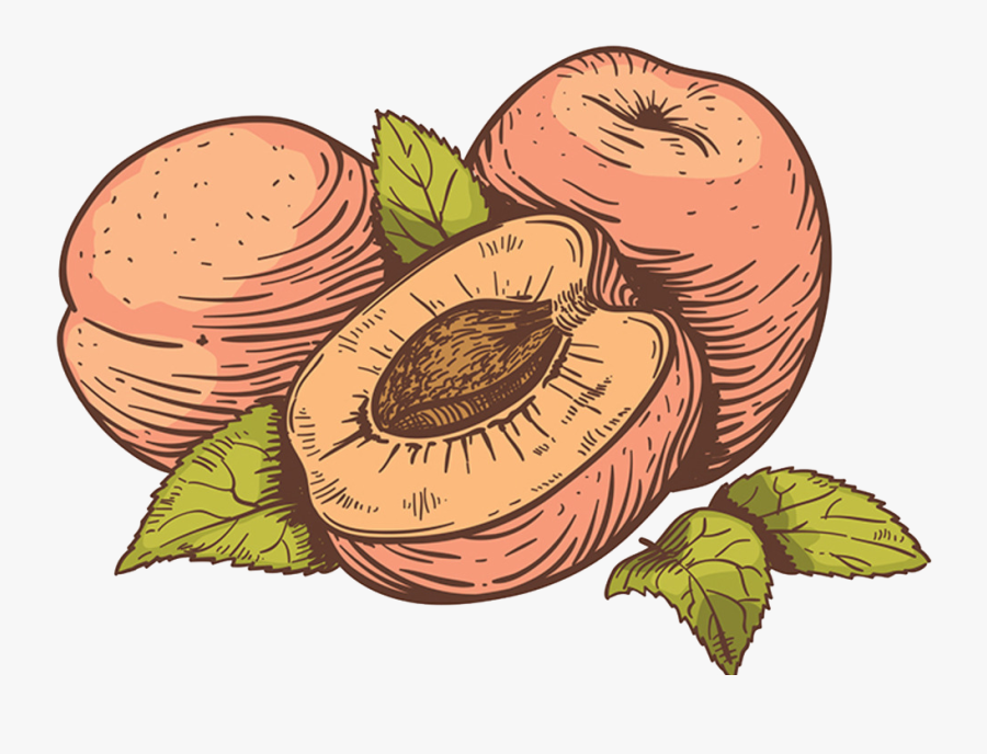 Illustration, Transparent Clipart